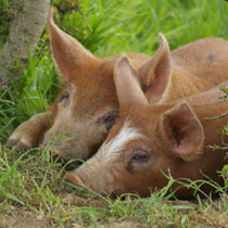 varkens