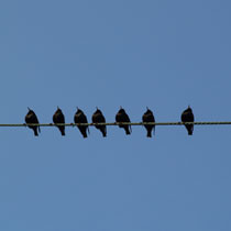 vogeltjers vogeltjers
