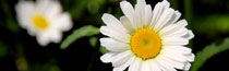 bloemen bloemen