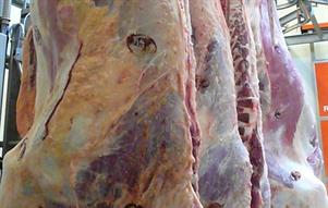 Slachten van dieren, uitsnijden van vlees of vis of bewerken van dierlijke bijproducten